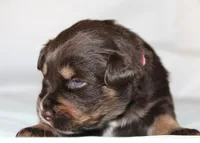 Flame, a female Australian Shepherd for sale in Cookeville, TN – Photo 8 of 10