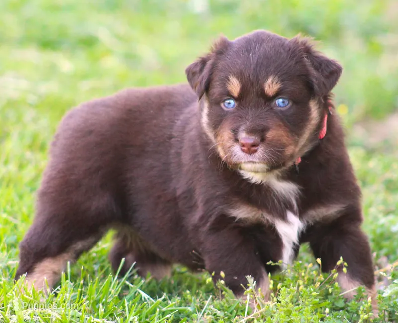 Flame – Australian Shepherd puppy for sale in Cookeville, TN