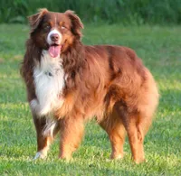 Flame, a female Australian Shepherd for sale in Cookeville, TN – Photo 10 of 10