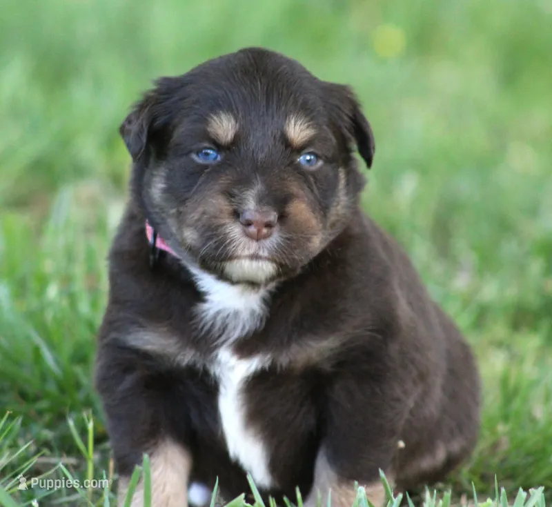 Flame – Australian Shepherd puppy for sale in Cookeville, TN