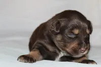 Flame, a female Australian Shepherd for sale in Cookeville, TN – Photo 9 of 10