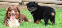 Jackson, a male Australian Shepherd for sale in Cookeville, TN – 9 of 9