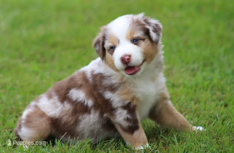 Sydney – Australian Shepherd puppy for sale in Cookeville, TN