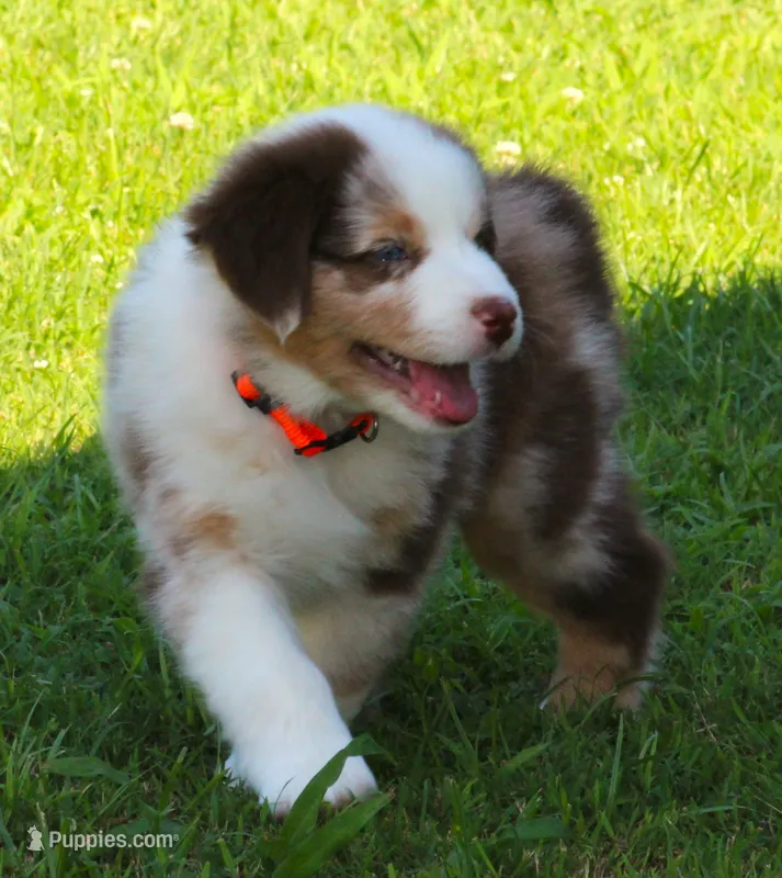 Cody – Australian Shepherd puppy for sale in Cookeville, TN