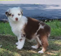 Roxy, a female Australian Shepherd for sale in Cookeville, TN – 8 of 10