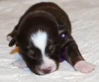 Gracie, a female Australian Shepherd for sale in Cookeville, TN – 3 of 8