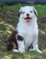 Roxy, a female Australian Shepherd for sale in Cookeville, TN – 6 of 10