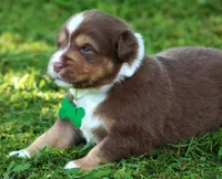 Kinsey, a female Australian Shepherd for sale in Cookeville, TN – 10 of 10