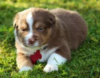 Ellie, a female Australian Shepherd for sale in Cookeville, TN – 2 of 7