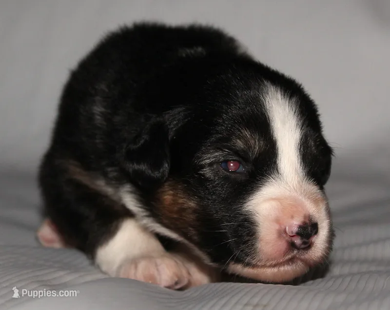 Ella – Australian Shepherd puppy for sale in Cookeville, TN