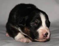 Ella, a female Australian Shepherd for sale in Cookeville, TN – 1 of 3