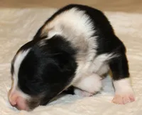 Dixie, a female Australian Shepherd for sale in Cookeville, TN – 7 of 10