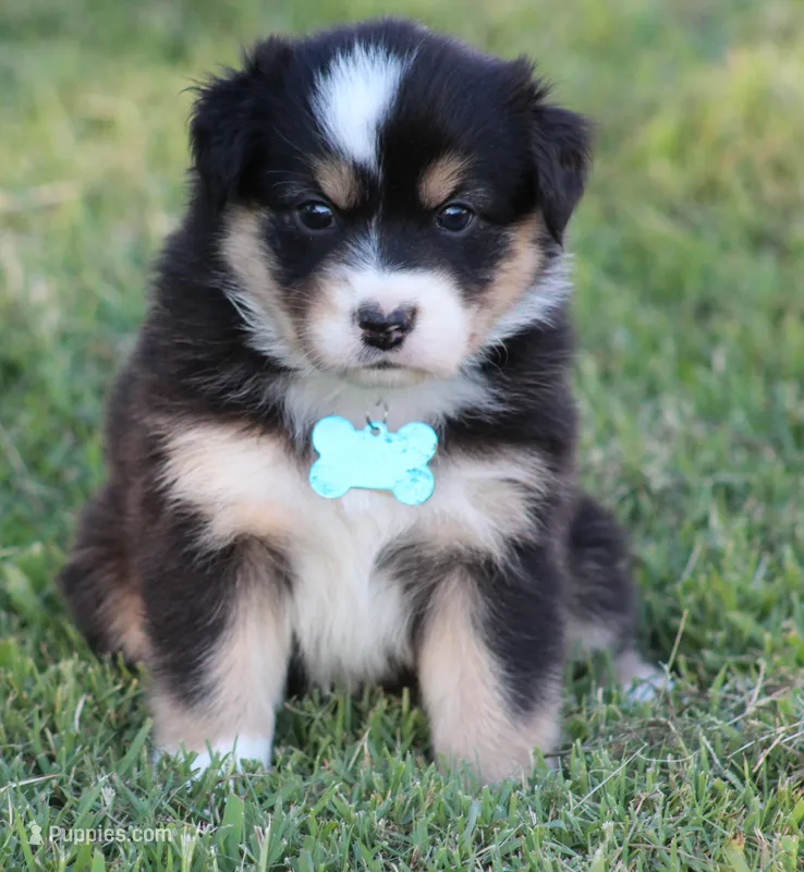 Jackie – Australian Shepherd puppy for sale in Cookeville, TN