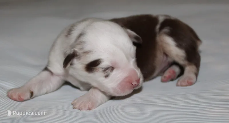Roxy – Australian Shepherd puppy for sale in Cookeville, TN