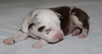 Roxy, a female Australian Shepherd for sale in Cookeville, TN – 1 of 10
