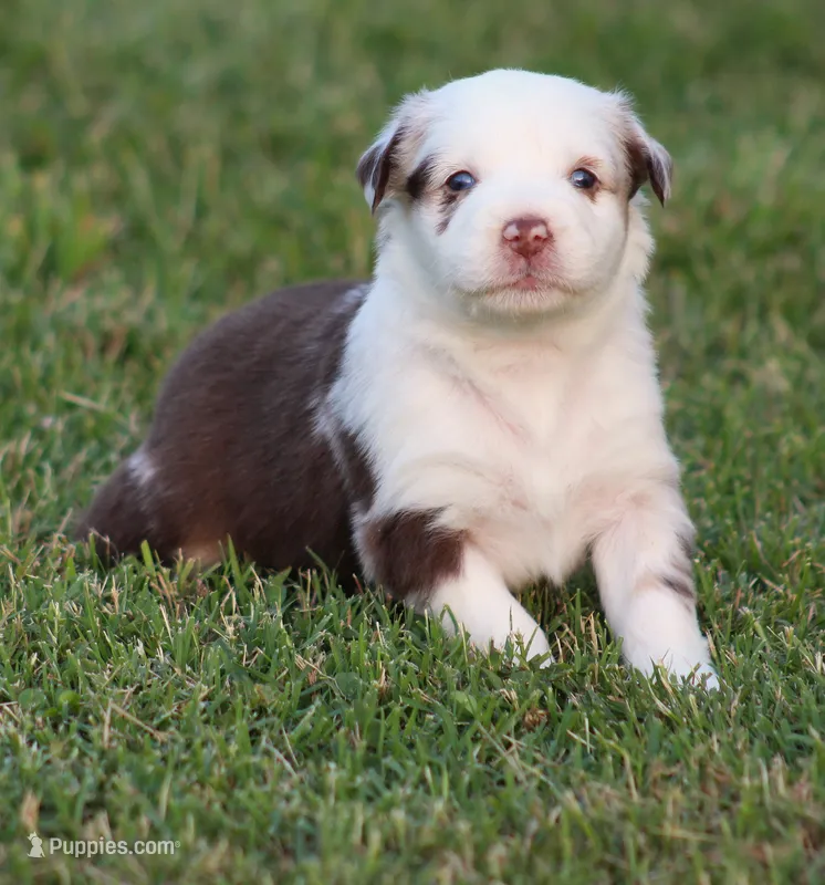 Roxy – Australian Shepherd puppy for sale in Cookeville, TN