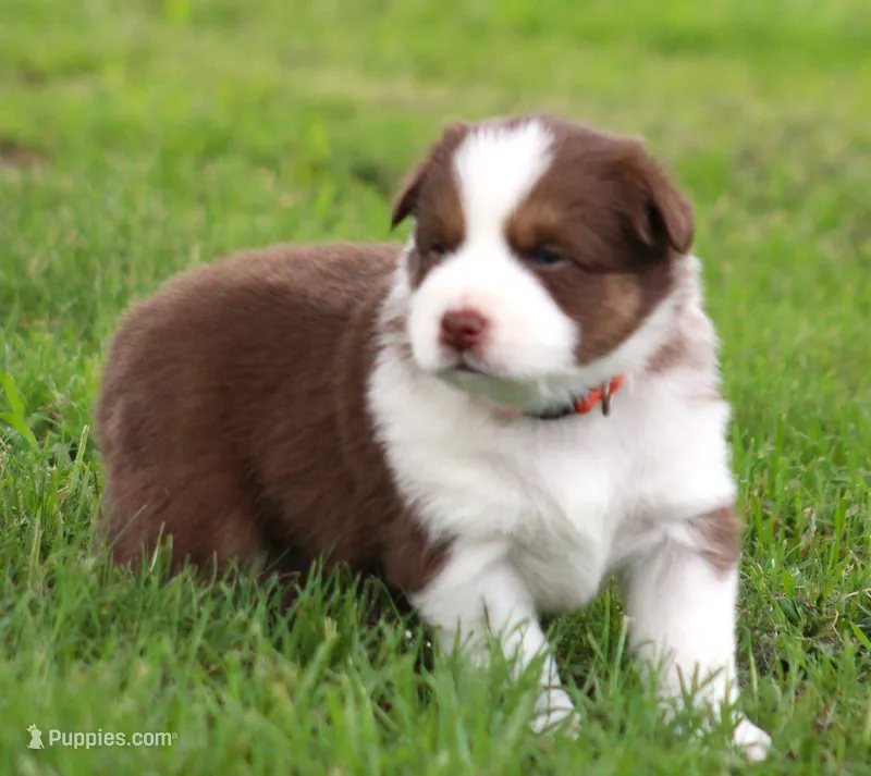 Pearl – Australian Shepherd puppy for sale in Cookeville, TN