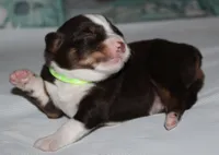 Harlie, a female Australian Shepherd for sale in Cookeville, TN – 9 of 10