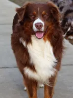 Alex, a male Australian Shepherd for sale in Cookeville, TN – 8 of 9