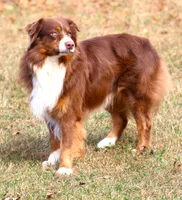 Rebel, a male Australian Shepherd for sale in Cookeville, TN – 10 of 10