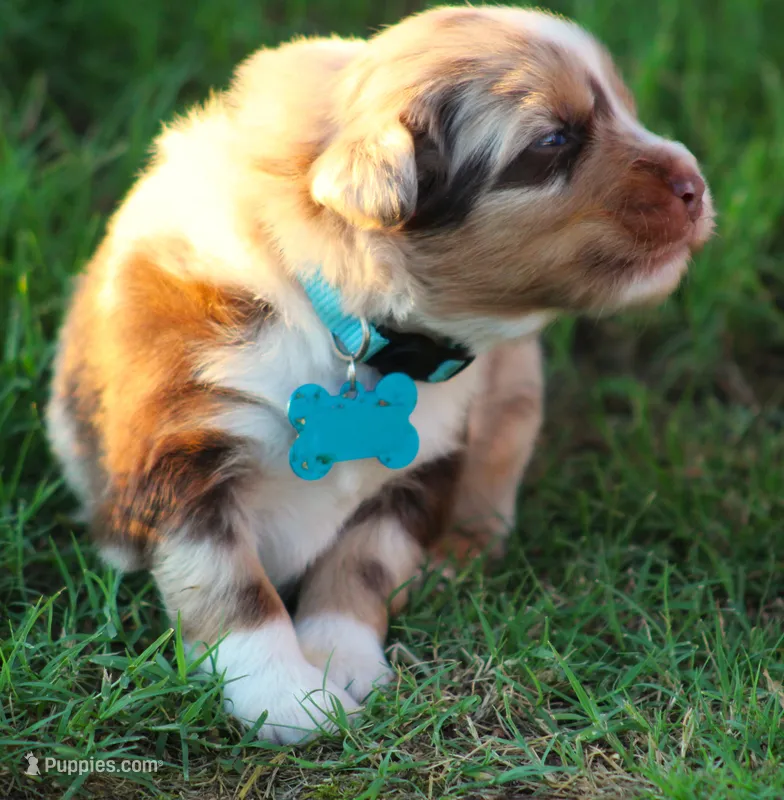 Carter – Australian Shepherd puppy for sale in Cookeville, TN