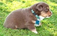 Shelby, a female Australian Shepherd for sale in Cookeville, TN – 5 of 8