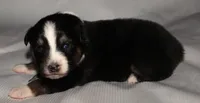 Jackie, a female Australian Shepherd for sale in Cookeville, TN – 7 of 7