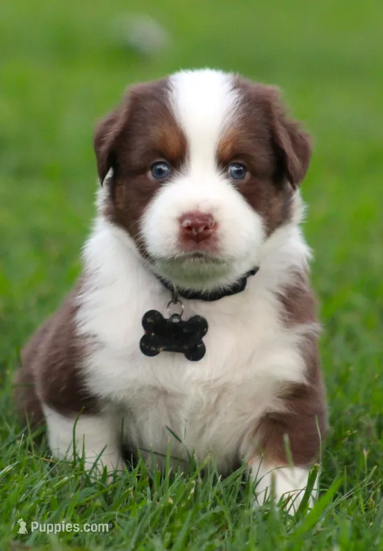 Scout – Australian Shepherd puppy for sale in Cookeville, TN