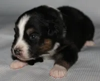 Jackie, a female Australian Shepherd for sale in Cookeville, TN – 4 of 7