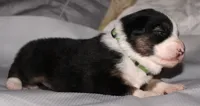 Josie, a female Australian Shepherd for sale in Cookeville, TN – 8 of 8
