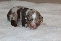 Carter, a male Australian Shepherd for sale in Cookeville, TN – 7 of 10