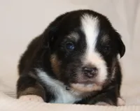 Jackie, a female Australian Shepherd for sale in Cookeville, TN – 3 of 7