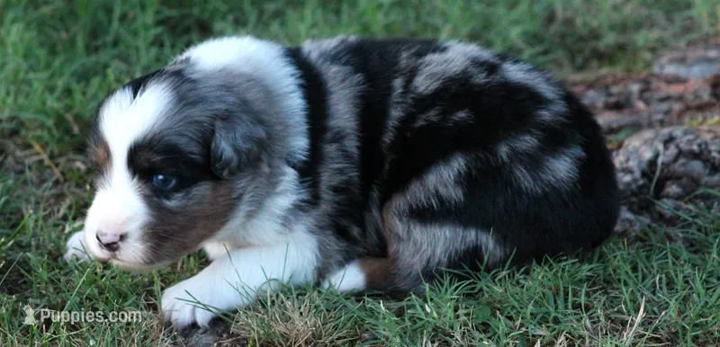 Savannah – Australian Shepherd puppy for sale in Cookeville, TN