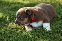 Ellie, a female Australian Shepherd for sale in Cookeville, TN – 7 of 7