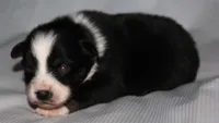 Layla, a female Australian Shepherd for sale in Cookeville, TN – 7 of 7