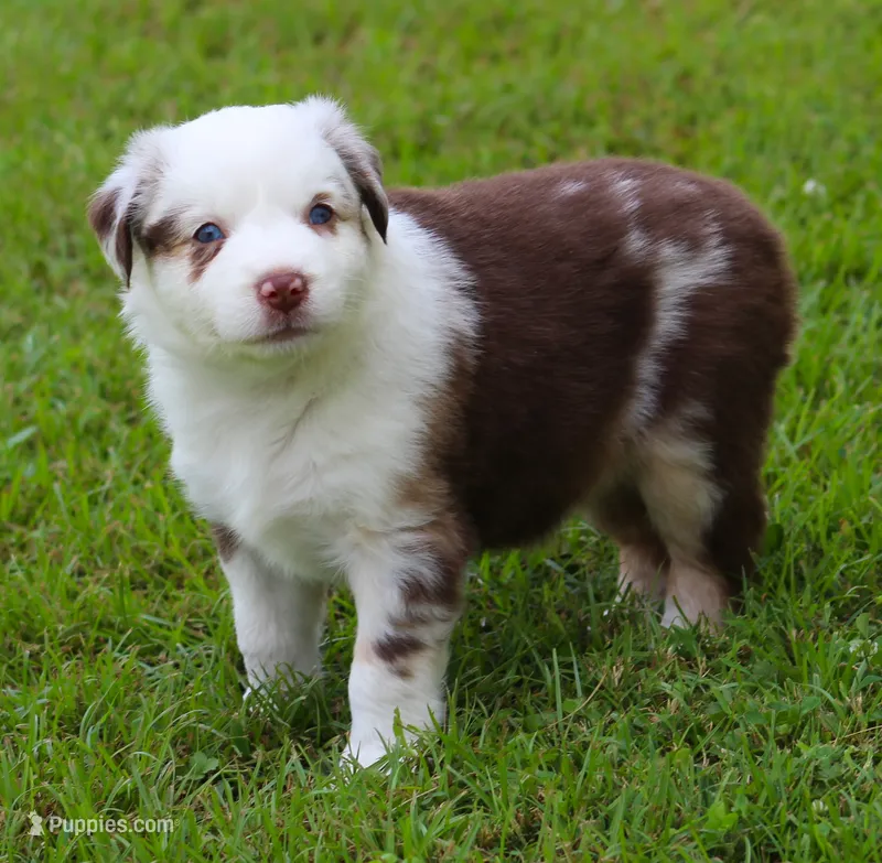 Roxy – Australian Shepherd puppy for sale in Cookeville, TN