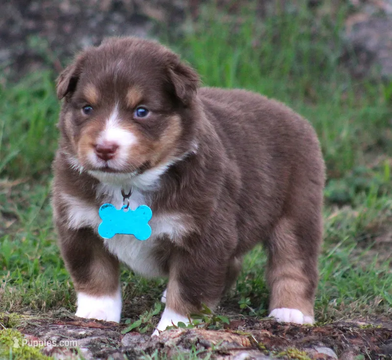 Shelby – Australian Shepherd puppy for sale in Cookeville, TN