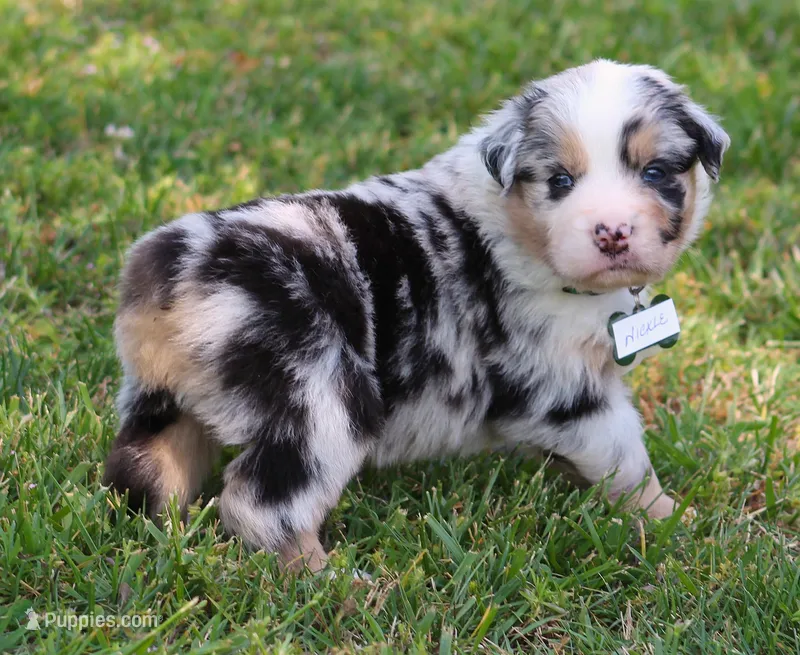 Nickel   – Australian Shepherd puppy for sale in Cookeville, TN