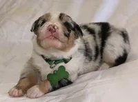 Nickel  , a male Australian Shepherd for sale in Cookeville, TN – Photo 4 of 10