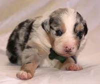 Nickel  , a male Australian Shepherd for sale in Cookeville, TN – Photo 9 of 10