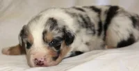 Nickel  , a male Australian Shepherd for sale in Cookeville, TN – Photo 6 of 10