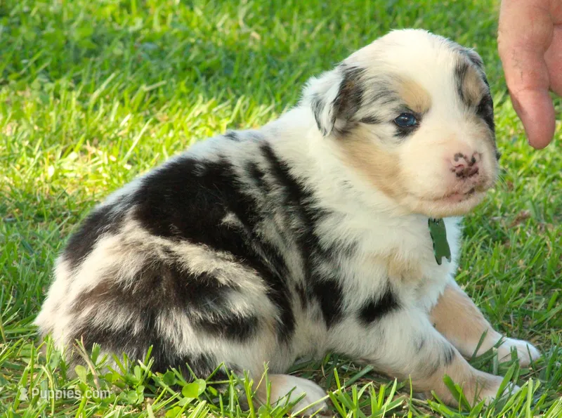 Nickel   – Australian Shepherd puppy for sale in Cookeville, TN