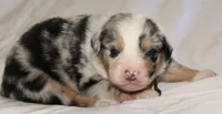 Nickel  , a male Australian Shepherd for sale in Cookeville, TN – Photo 1 of 10