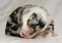 Nickel  , a male Australian Shepherd for sale in Cookeville, TN – Photo 2 of 10