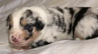 Nickel  , a male Australian Shepherd for sale in Cookeville, TN – Photo 8 of 10