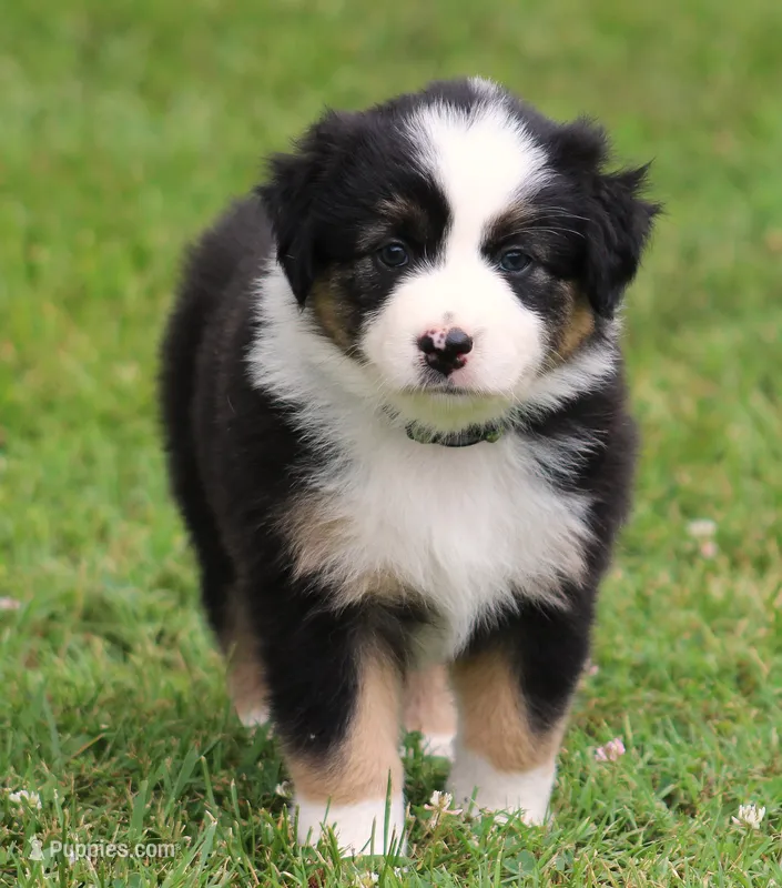 Josie – Australian Shepherd puppy for sale in Cookeville, TN