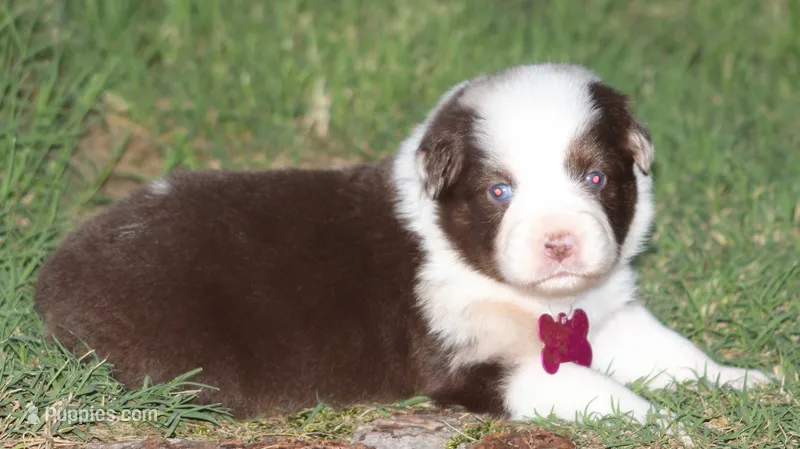 Charlotte – Australian Shepherd puppy for sale in Cookeville, TN