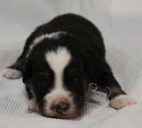 trooper, a male Australian Shepherd for sale in Cookeville, TN – 3 of 6