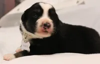 trooper, a male Australian Shepherd for sale in Cookeville, TN – 5 of 6