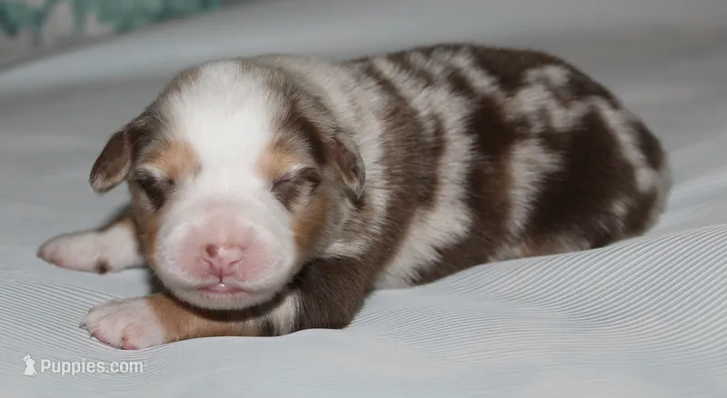 Sydney – Australian Shepherd puppy for sale in Cookeville, TN